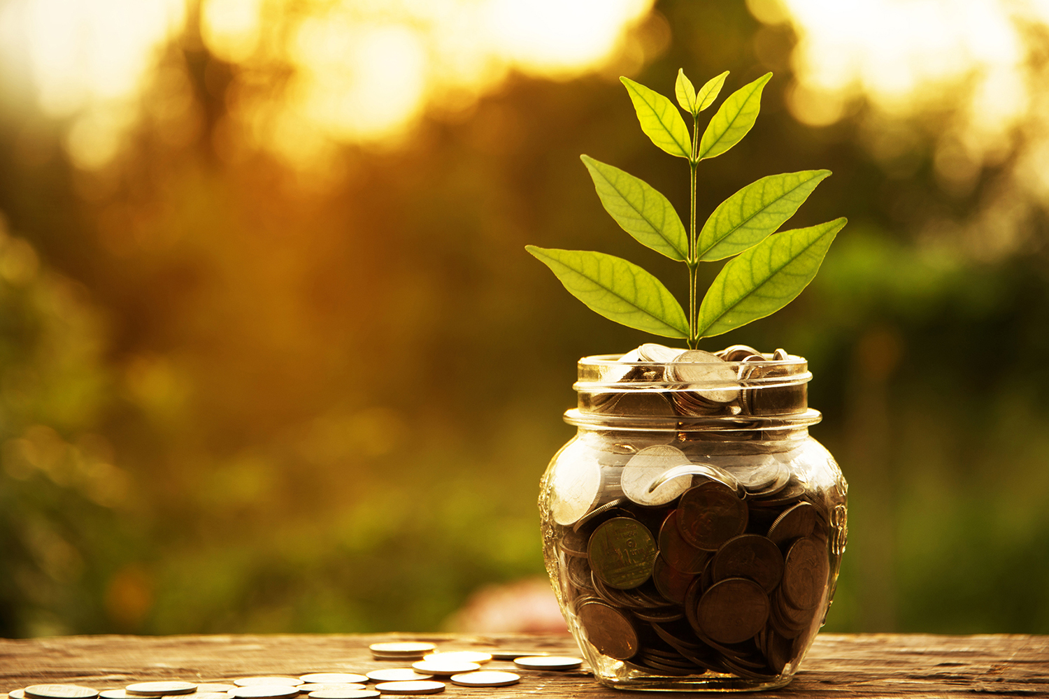 Inner Wealth Action Program